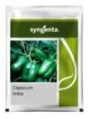 Premium Hybrid Capsicum Seeds Sweet Bell Pepper Variety for Export